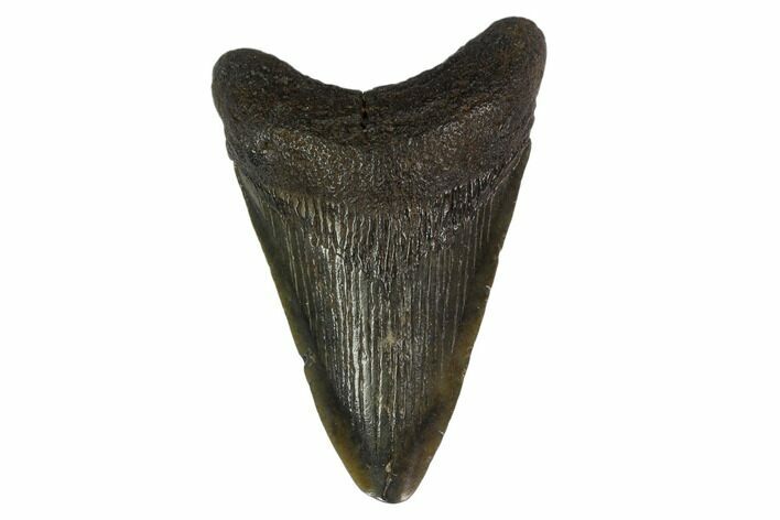 Fossil Megalodon Tooth - South Carolina #130759